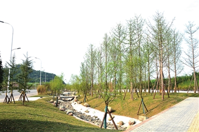 都梁新區(qū)沿福德大道段綠化工程預計4月建成投用，打造生態(tài)宜居新畫卷